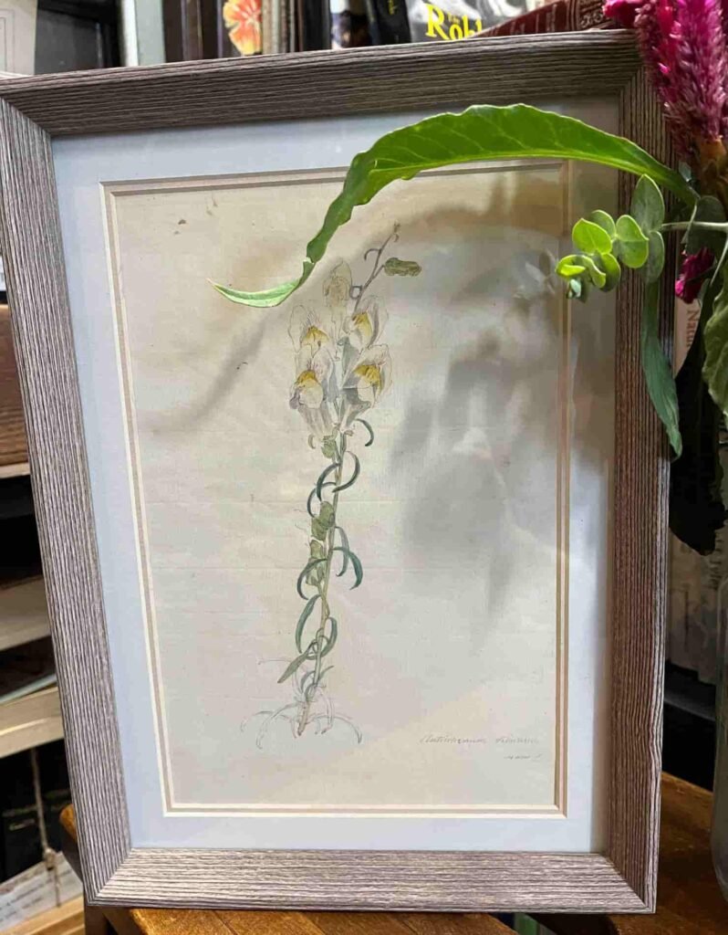 Framed botanical illustration of a tall, slender snapdragons with yellow flowers and green leaves. A real green leaf and pinkish-red flower partly obscure the frame.